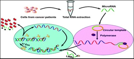 Principle of rolling circle amplification combined with a T7 exonuclease-assisted cyclic enzymatic (RCA-CEAM) dual amplification method for highly sensitive detection of miRNA molecules (27).