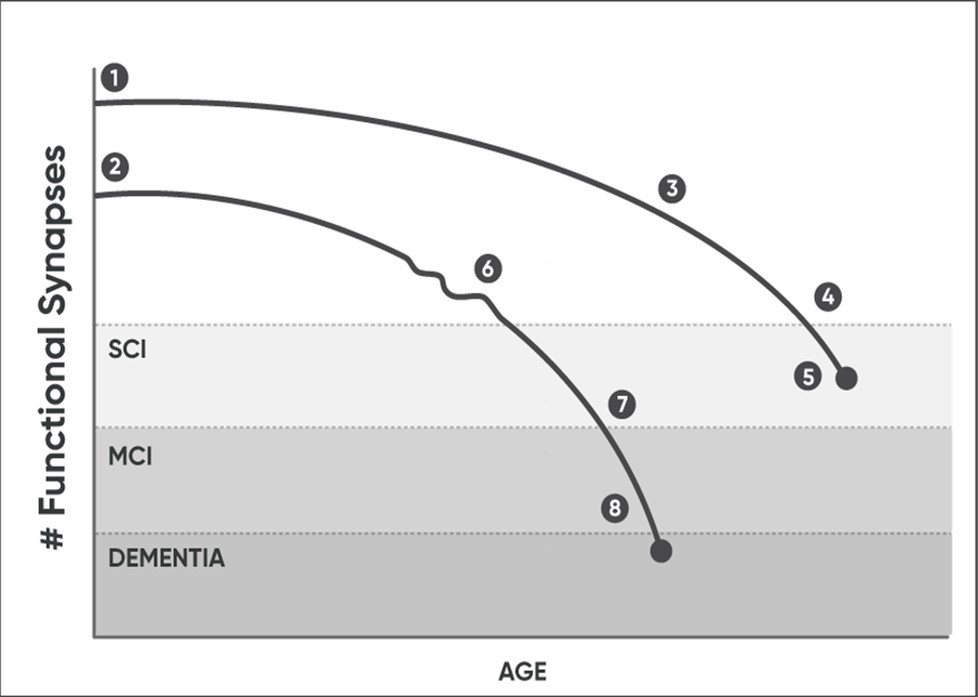 Figure 1. Schematic: features of functional synaptic loss over time. The numbers on the graph correspond to those below